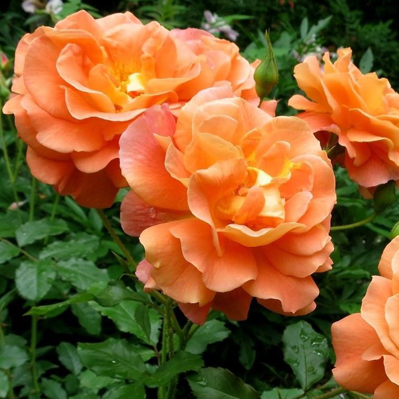 Роза плетистая Вестерленд купить с доставкой в г. Муром - цена от 490.00 руб